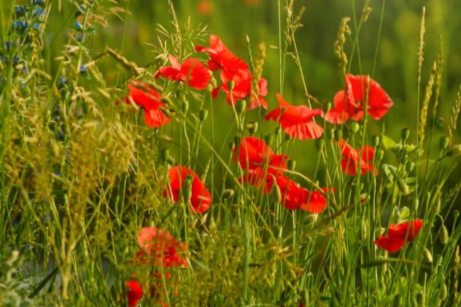 On-line povídání 20. 5. 2026 | LÉTO - čas slunce a ohně