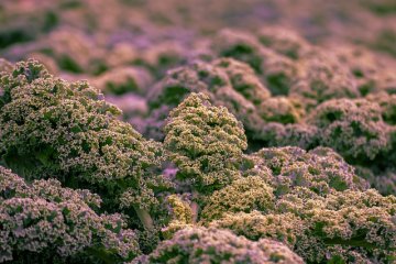 KADEŘÁVEK - typická lokální zimní zelenina