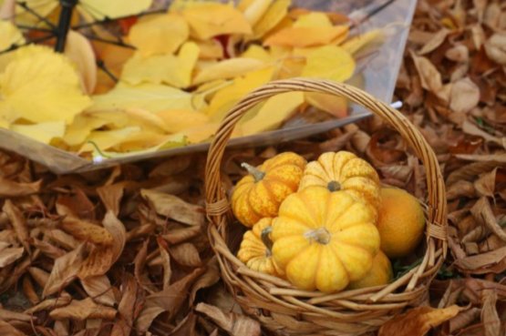 On-line povídání 7. 10. 2026 | PODZIM - čas ukládání