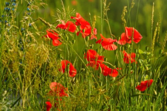 On-line povídání 20. 5. 2026 | LÉTO - čas slunce a ohně